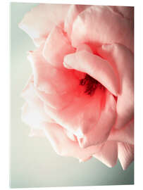 Acrylglasbild Pink Kiss I - Angelo Cerantola