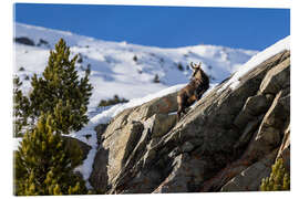 Acrylic print Chamois in winter in the Swiss Alps - Marcel Gross