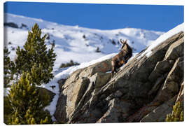 Lærredsbillede Chamois in winter in the Swiss Alps - Marcel Gross
