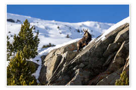 Poster Gämse im Winter in den Schweizer Alpen - Marcel Gross