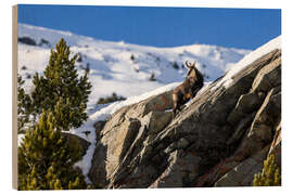 Wood print Chamois in winter in the Swiss Alps - Marcel Gross