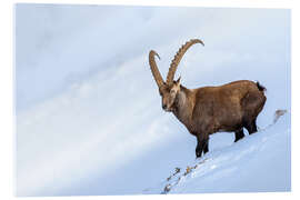 Acrylic print Imposing male ibex in the Bernese Alps in winter - Marcel Gross