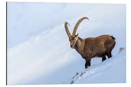 Print på aluminium Imposing male ibex in the Bernese Alps in winter - Marcel Gross