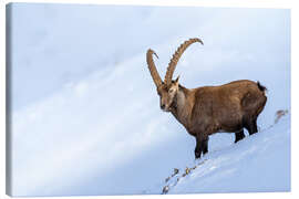 Lærredsbillede Imposing male ibex in the Bernese Alps in winter - Marcel Gross
