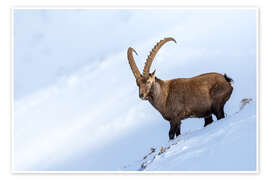 Poster Imposanter männlicher Steinbock in den Berner Alpen im Winter - Marcel Gross