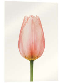 Quadro em acrílico Pink Tulip - Ohkimiko