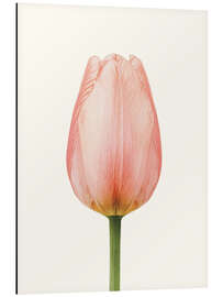 Print på aluminium Pink Tulip - Ohkimiko