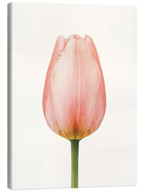 Leinwandbild Rosa Tulpe - Ohkimiko