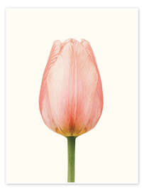 Wandbild Rosa Tulpe - Ohkimiko