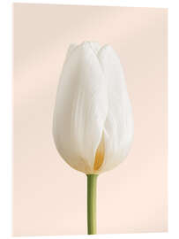 Acrylglasbild Weiße Tulpe - Ohkimiko
