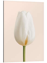 Print på aluminium White Tulip - Ohkimiko
