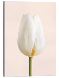 Leinwandbild Weiße Tulpe - Ohkimiko