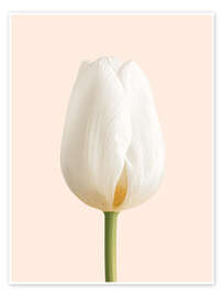 Wandbild Weiße Tulpe - Ohkimiko