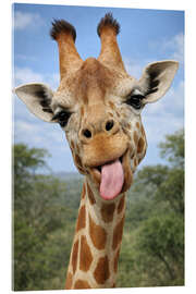 Tableau en verre acrylique Cheeky giraffe sticks out its tongue - Gabi Siebenhühner