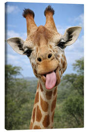 Leinwandbild Freche Giraffe streckt die Zunge raus - Gabi Siebenhühner