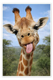 Wandbild Freche Giraffe streckt die Zunge raus - Gabi Siebenhühner