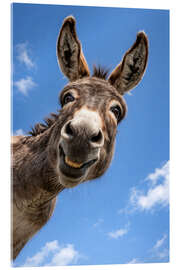 Quadro em acrílico The laughing donkey under a blue sky - Gabi Siebenhühner