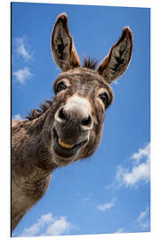 Aluminium print The laughing donkey under a blue sky - Gabi Siebenhühner