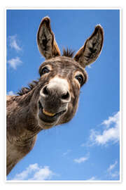 Wall art print The laughing donkey under a blue sky - Gabi Siebenhühner