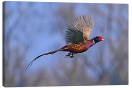 Lærredsbillede Pheasant in flight - Bernhard Kaiser