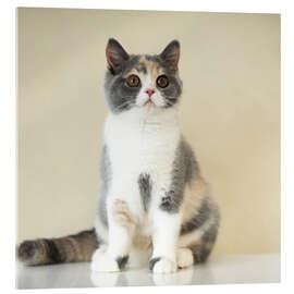 Acrylic print Portrait of a young British Shorthair cat - Heidi Bollich
