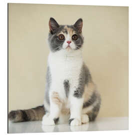 Aluminium print Portrait of a young British Shorthair cat - Heidi Bollich