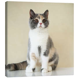 Leinwandbild Porträt einer jungen Britisch Kurzaar Katze - Heidi Bollich