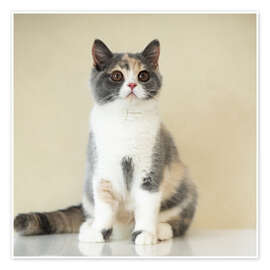 Veggbilde Portrait of a young British Shorthair cat - Heidi Bollich