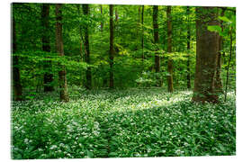 Acrylic print Enchanting wild garlic in the green, restorative forest - Oliver Henze