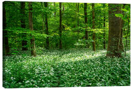 Tableau sur toile Enchanting wild garlic in the green, restorative forest - Oliver Henze