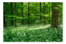 Poster Zauberhafter Bärlauch im grünen erholsamen Wald - Oliver Henze