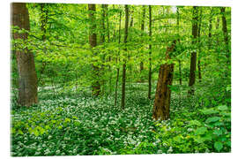 Acrylic print Magical green forest with wild garlic - Oliver Henze