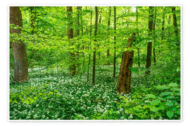 Poster Magischer grüner Wald mit Bärlauch - Oliver Henze