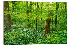 Quadro de madeira Magical green forest with wild garlic - Oliver Henze
