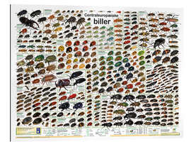 Tableau en plexi-alu Native Beetles (Danish) - Planet Poster Editions