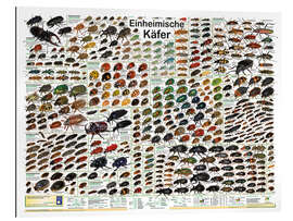 Tableau en plexi-alu Native Beetles (German) - Planet Poster Editions