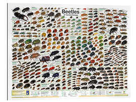 Tableau en plexi-alu Native Beetles (English) - Planet Poster Editions
