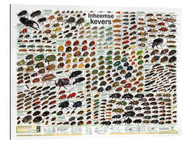 Tableau en plexi-alu Native Beetles (Dutch) - Planet Poster Editions