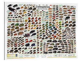 Tableau en plexi-alu Native Beetles (French) - Planet Poster Editions